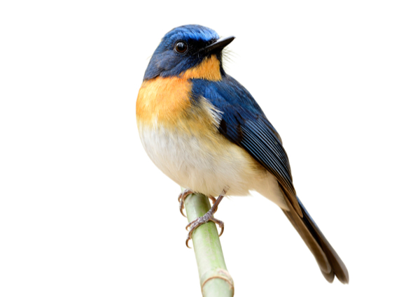 Bird