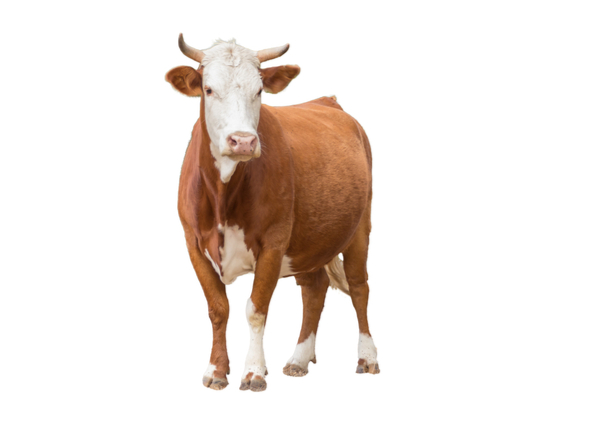 Ruminant
