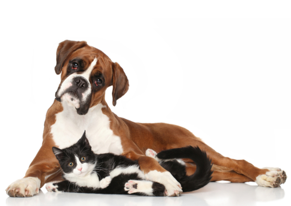 Companion Animal