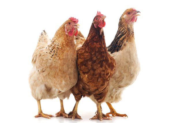 Poultry