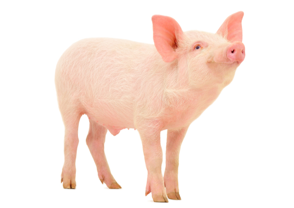 Swine